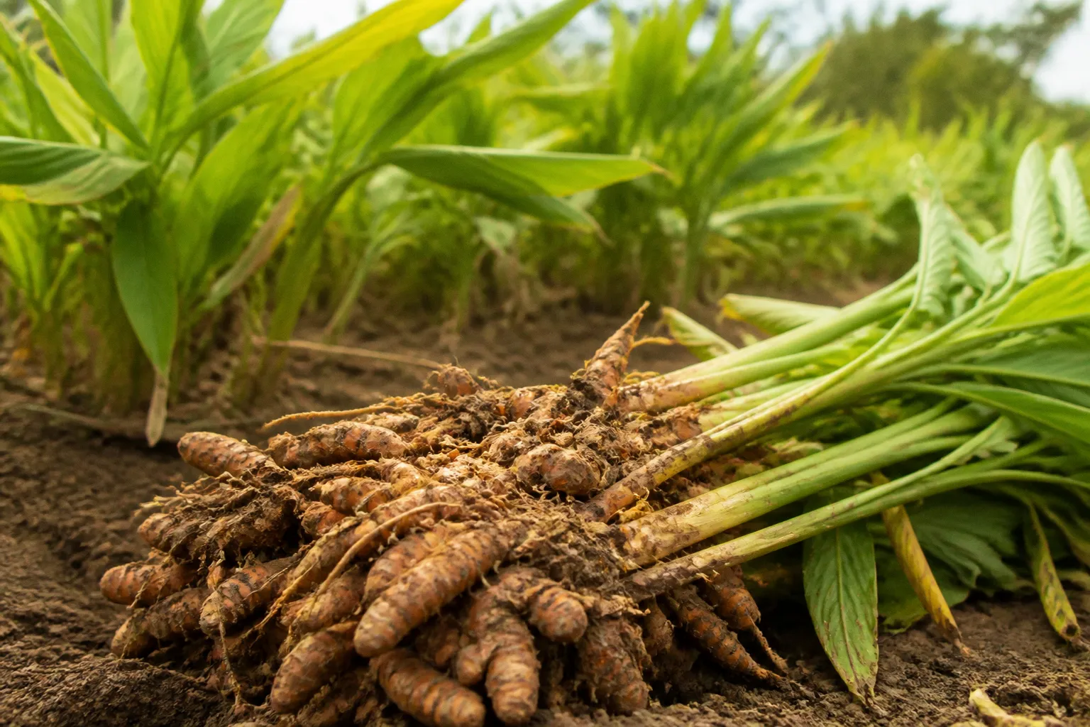 Curcuma et articulations : l'analyse data et tactique des complexes