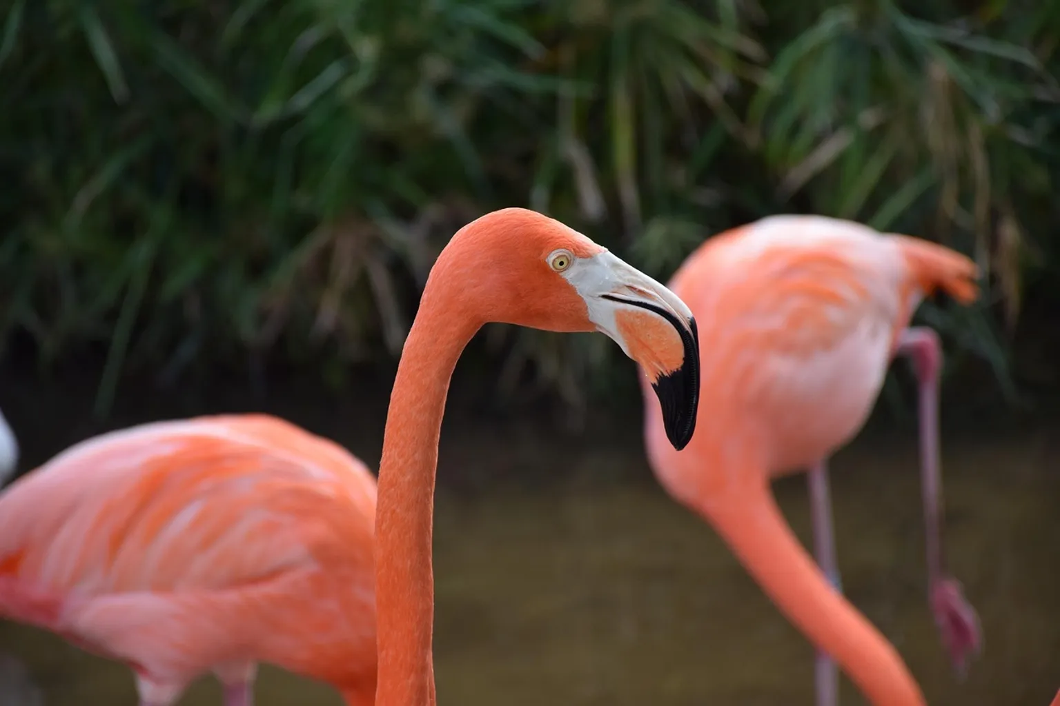 Gatorland horaires : pourquoi le parc ferme-t-il si tôt ?