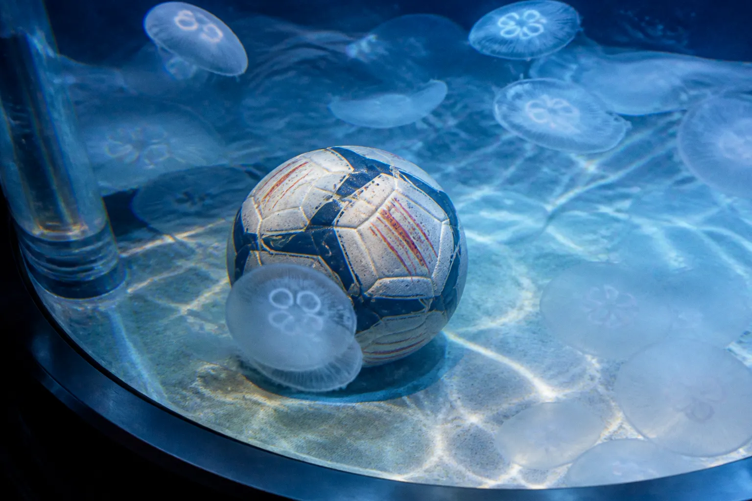 SEA LIFE Blackpool visite : pourquoi ce lieu inspire les coachs