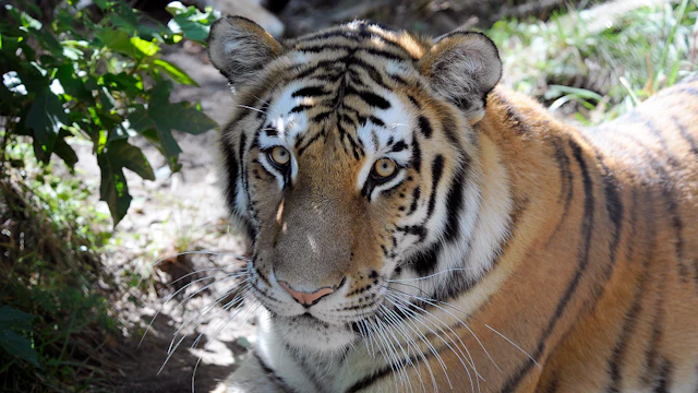 Zoo du Bronx