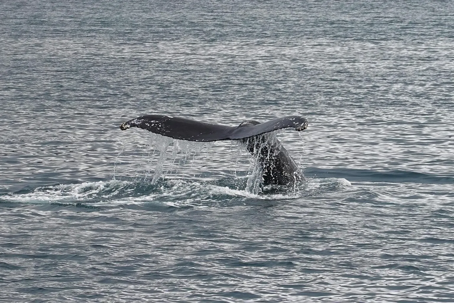 Whales of Iceland : réservation express pour les footballeurs
