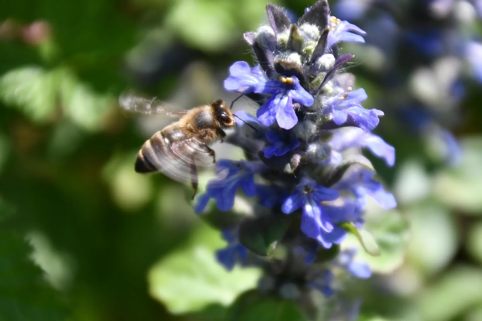 Wings of Time : comment acheter vos billets sans perdre de temps