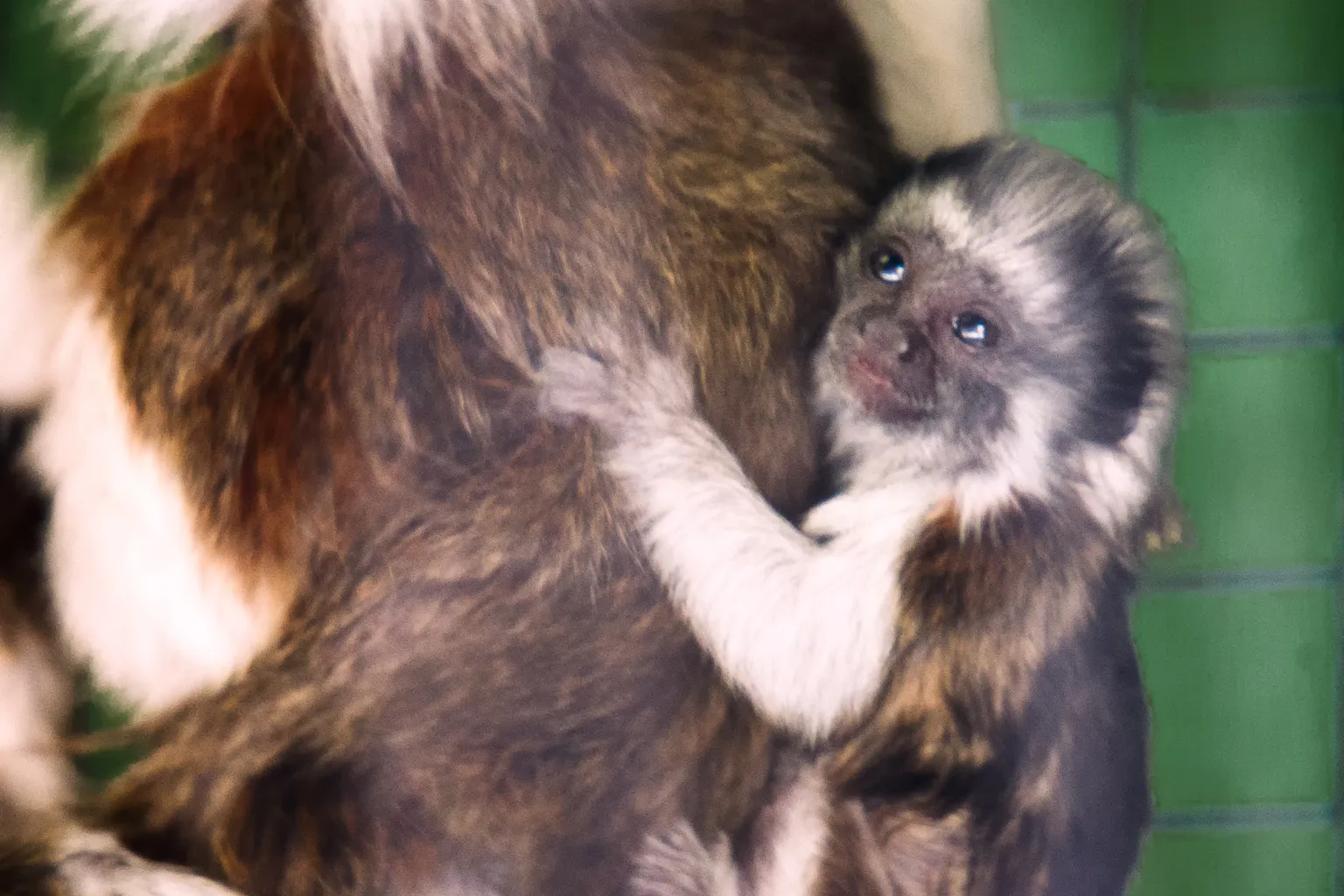 Zoo de Stone horaires : l'astuce pour une visite express