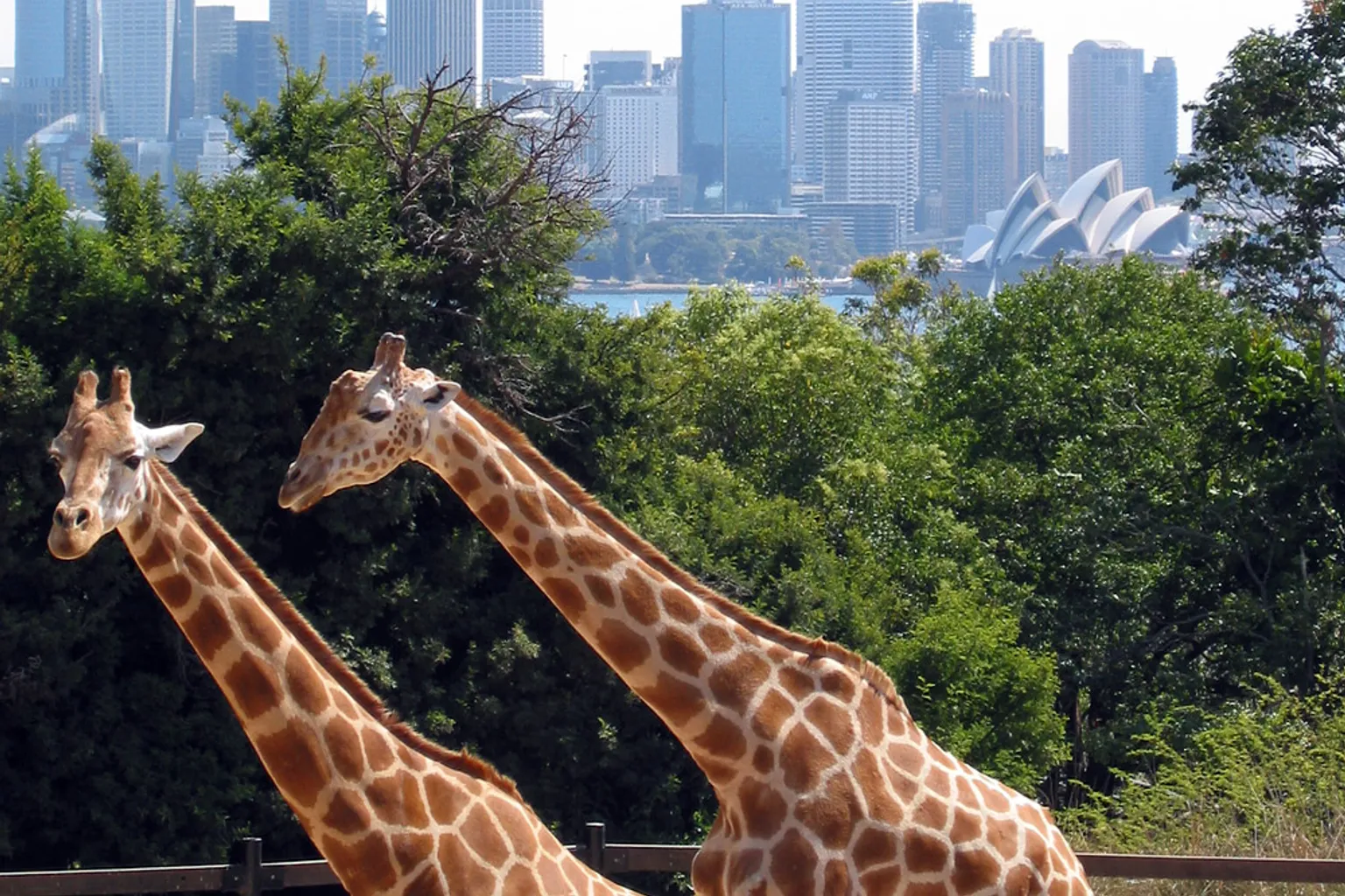 Zoo de Taronga : l'astuce d'un joueur pour réserver en un clic